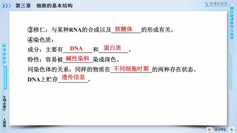 高中生物人教版必修1课件：第3章 第3节细胞核——系统的控制中心07