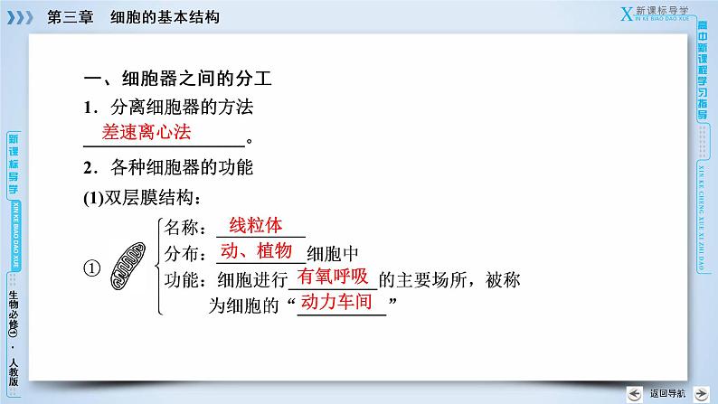 高中生物人教版必修1课件：第3章 第2节细胞器——系统内的分工合作06