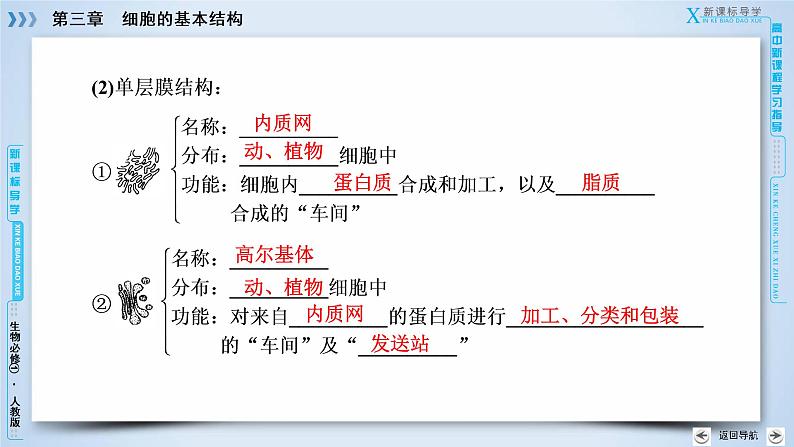 高中生物人教版必修1课件：第3章 第2节细胞器——系统内的分工合作08