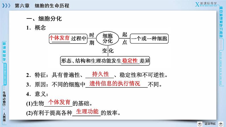 高中生物人教版必修1课件：第6章 第2节细胞的分化06