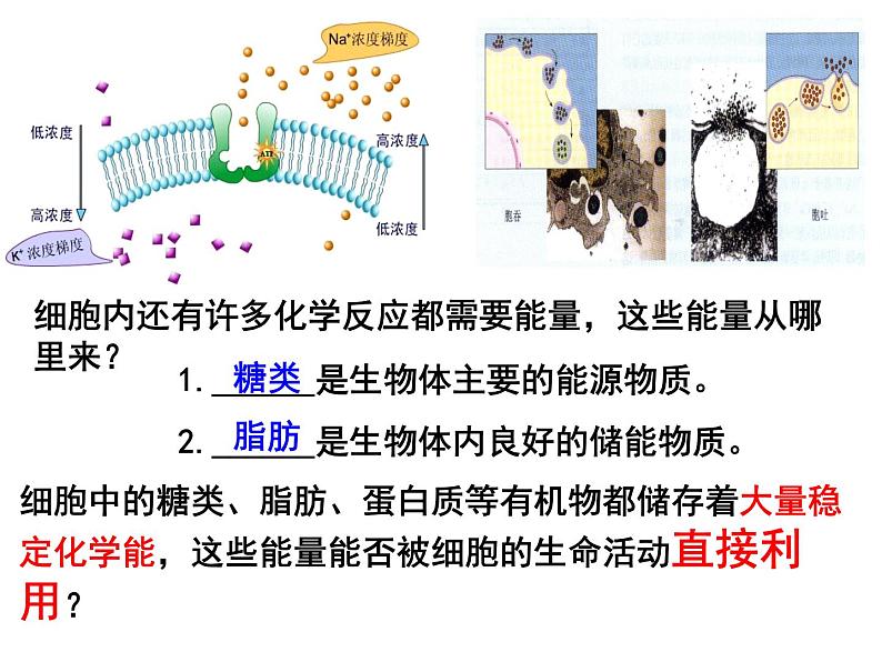人教版高一生物必修1课件：5.2 细胞的能量“通货”——atp （共22张ppt）03