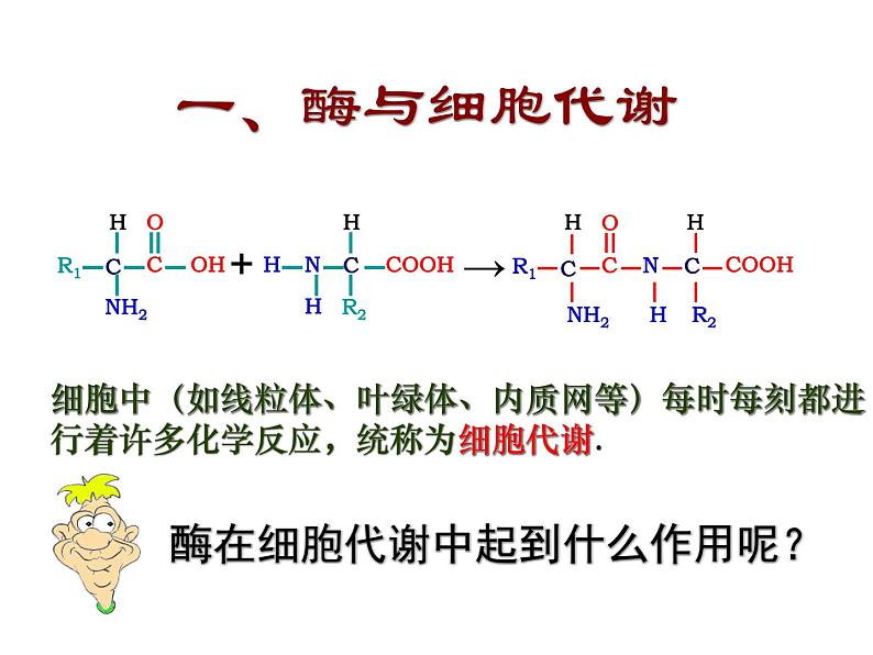 人教版高一生物必修1课件：5.1.1降低化学反应活化能的酶课件（共36 张PPT）03