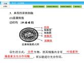 （人教版）高中生物必修一：1.2《细胞的多样性和统一性》ppt课件