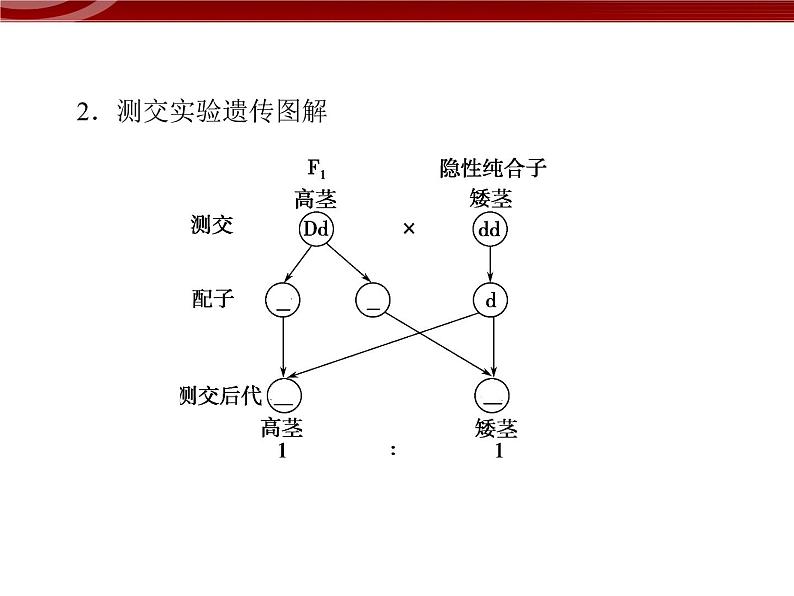 高效课堂同步课件：1-1-2孟德尔的豌豆杂交实验（一）（必修2）03