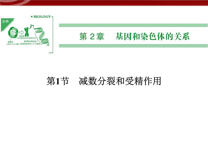 高效课堂同步课件：2-1-1减数分裂和受精作用（必修2）01