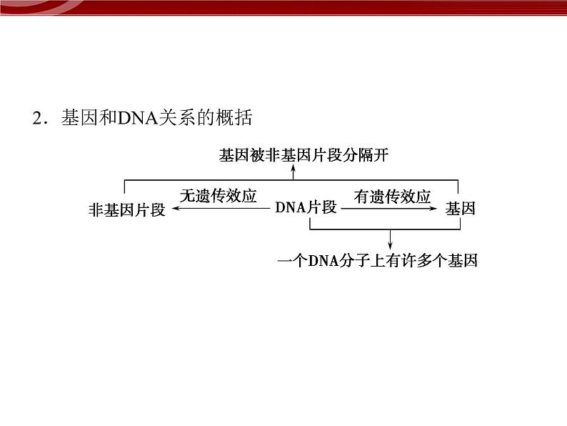 高效课堂同步课件：3-4基因是有遗传效应的DNA片段（必修2）07