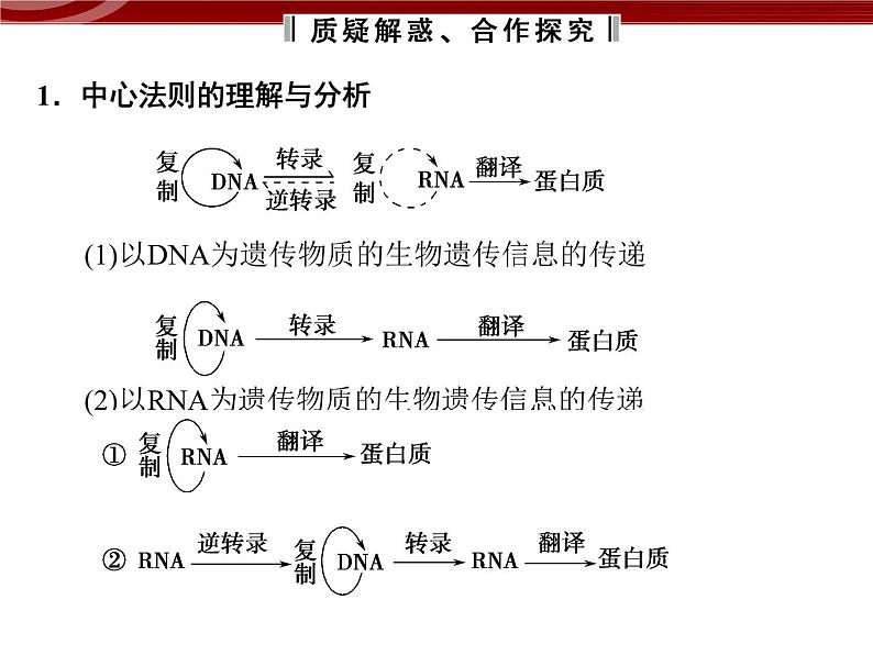 高效课堂同步课件：4-2基因对性状的控制（必修2）06