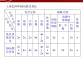 高效课堂同步课件：章末整合2《基因与染色体的关系》（必修2）