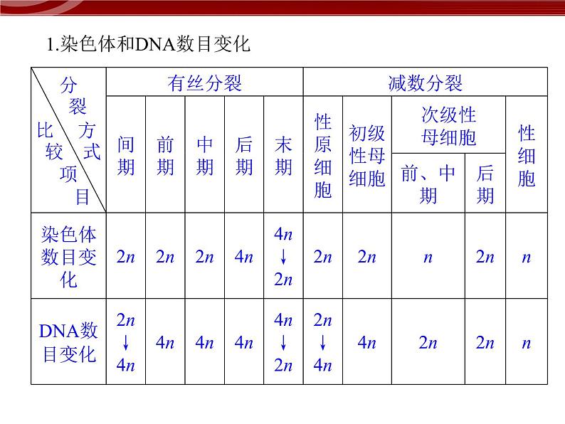 高效课堂同步课件：章末整合2《基因与染色体的关系》（必修2）04