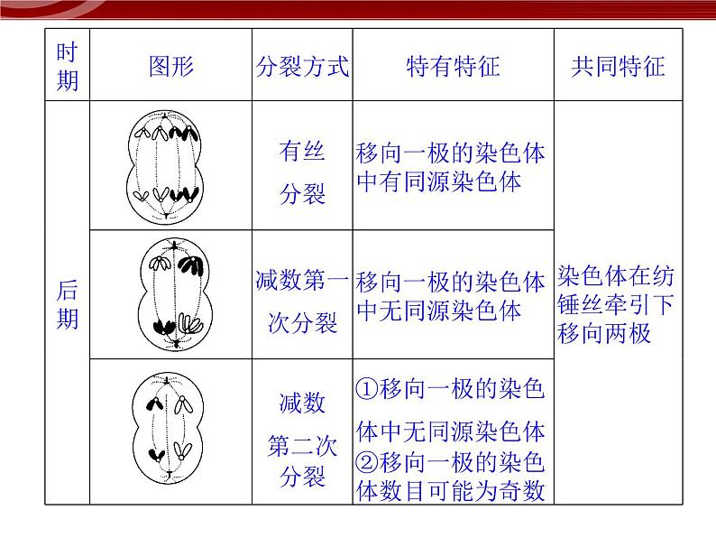 高效课堂同步课件：章末整合2《基因与染色体的关系》（必修2）08