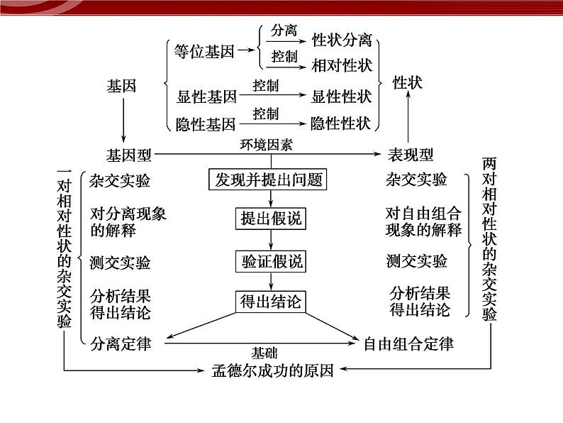 高效课堂同步课件：章末整合1《遗传因子的发现》（必修2）02