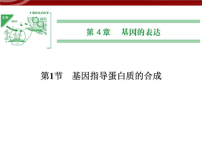 高效课堂同步课件：4-1基因指导蛋白质的合成（必修2）01