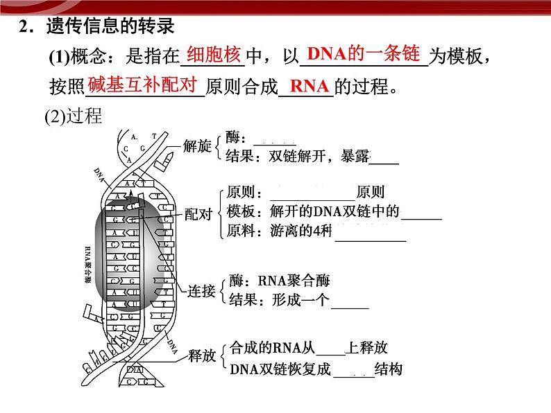 高效课堂同步课件：4-1基因指导蛋白质的合成（必修2）05