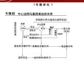 高效课堂同步课件：章末整合4《基因的表达》（必修2）