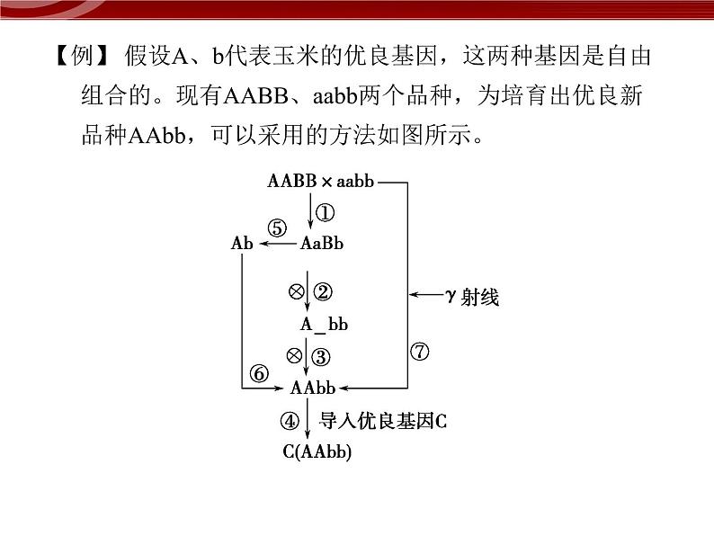 高效课堂同步课件：章末整合6《从杂交育种到基因工程》（必修2）05