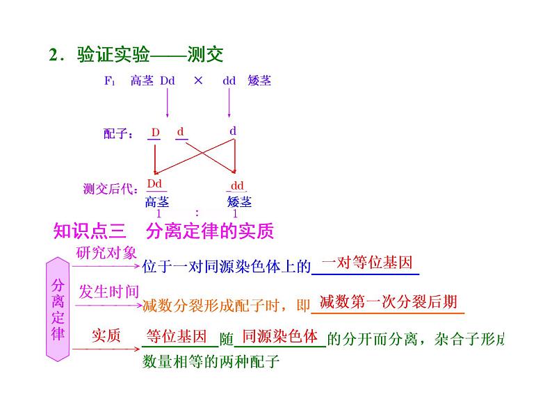 第1讲  孟德尔的豌豆杂交实验(一) 课件04