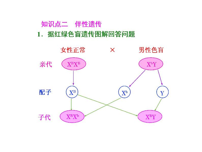 第3讲  基因在染色体上和伴性遗传第4页