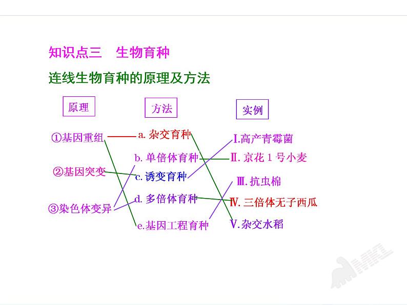 第2讲  人类遗传病与生物育种 课件04