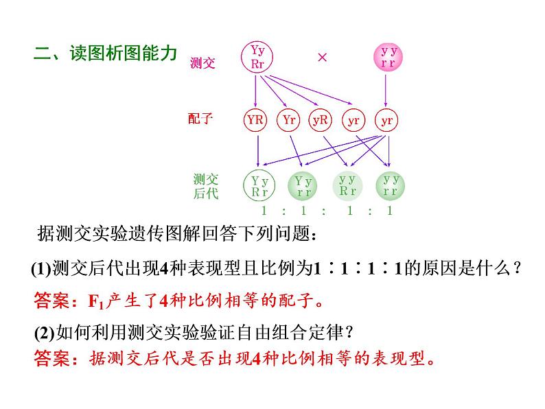 第2讲  孟德尔的豌豆杂交实验(二) 课件08