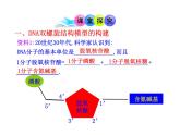 高中生物同步课件：第3章 第2节  DNA分子的结构（人教版必修2）