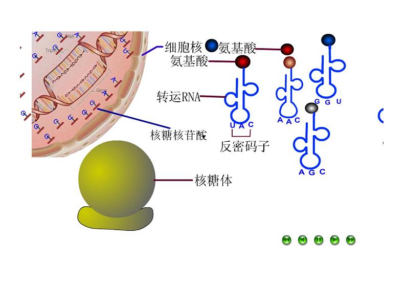 高中生物同步课件：第4章 第2节  基因对性状的控制（人教版必修2）03