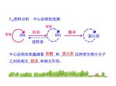 高中生物同步课件：第4章 第2节  基因对性状的控制（人教版必修2）