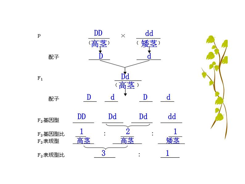 高中生物同步课件：第1章 第2节  孟德尔的豌豆杂交实验（二）（人教版必修2）05