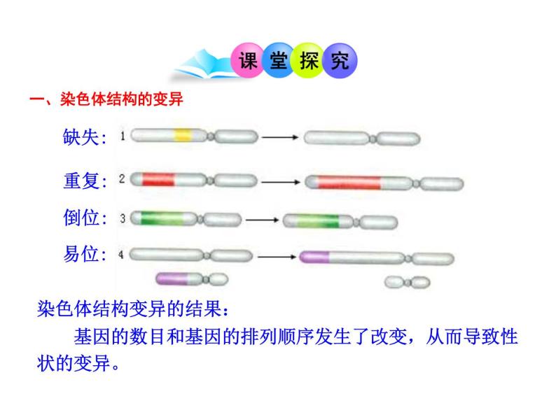 高中生物同步课件：第5章 第2节  染色体变异（人教版必修2）04