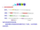 高中生物同步课件：第5章 第2节  染色体变异（人教版必修2）