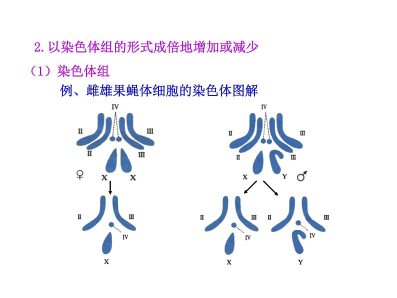 高中生物同步课件：第5章 第2节  染色体变异（人教版必修2）06