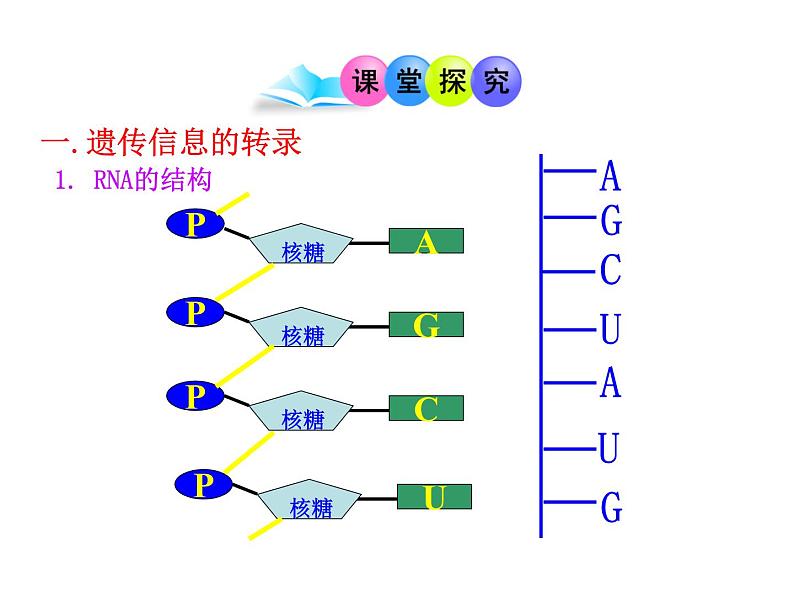 高中生物同步课件：第4章 第1节  基因指导蛋白质的合成（人教版必修2）05