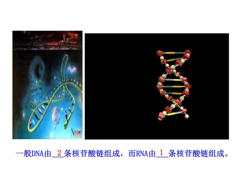 高中生物同步课件：第4章 第1节  基因指导蛋白质的合成（人教版必修2）06