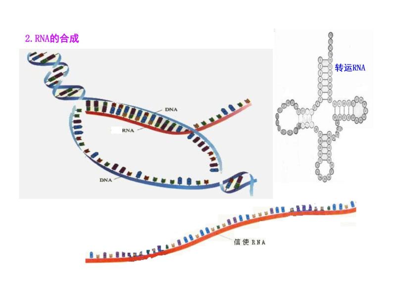 高中生物同步课件：第4章 第1节  基因指导蛋白质的合成（人教版必修2）08