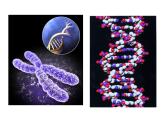 高中生物同步课件：第3章 第1节  DNA是主要的遗传物质（人教版必修2）
