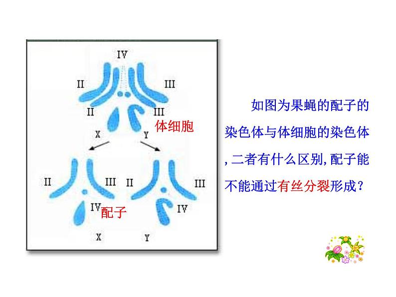 高中生物同步课件：第2章 第1节  第1课时  减数分裂（人教版必修2）03