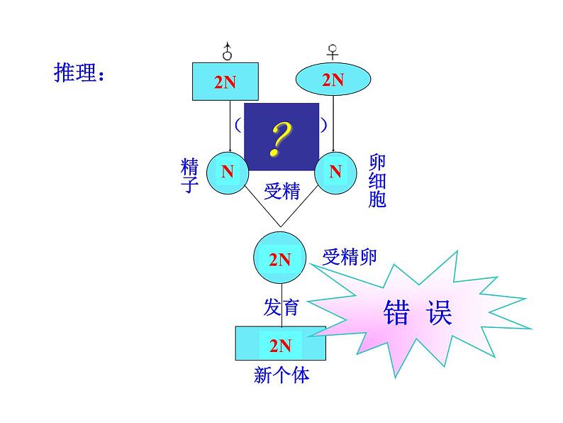 高中生物同步课件：第2章 第1节  第1课时  减数分裂（人教版必修2）06