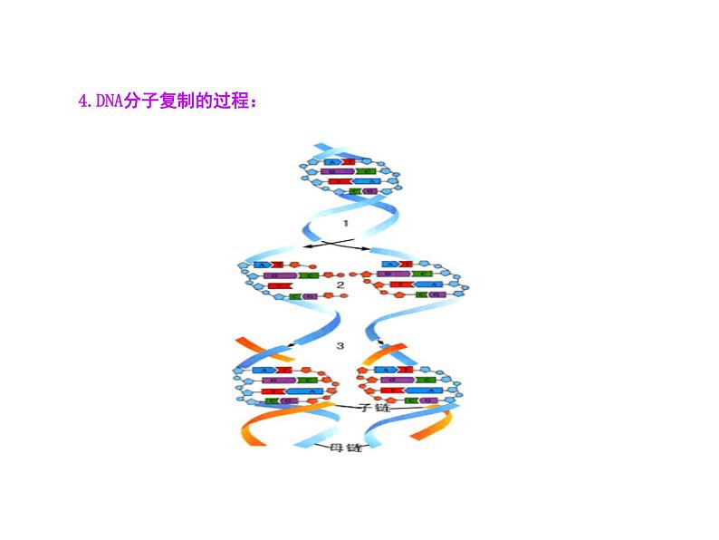 高中生物同步课件：第3章 第3、4节  DNA的复制·基因是有遗传效应的DNA片段（人教版必修2）06