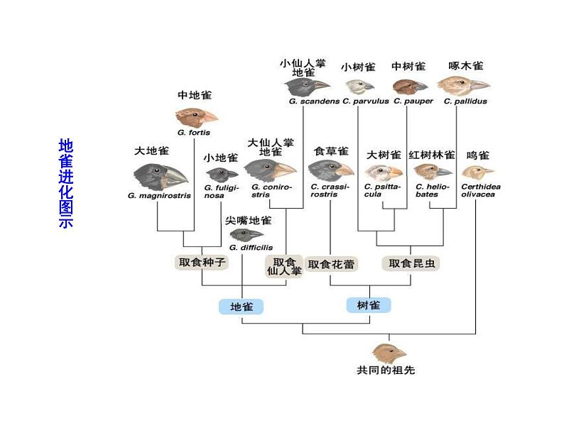 高中生物同步课件：第7章 第2节  第2课时  隔离与物种的形成、共同进化与生物多样性的形成（人教版必修2）08