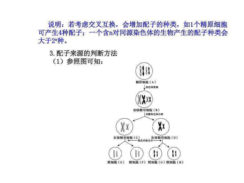 【人教版】高中生物必修二《 2.1.2 受精作用》课件05