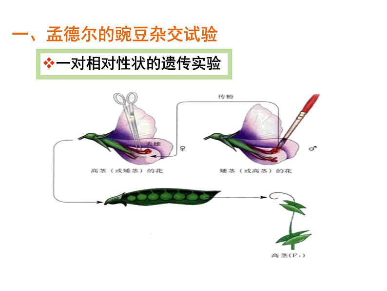 【人教版】高中生物必修二《 1.1 孟德尔的豌豆杂交实验（一）》课件(共29张PPT)07