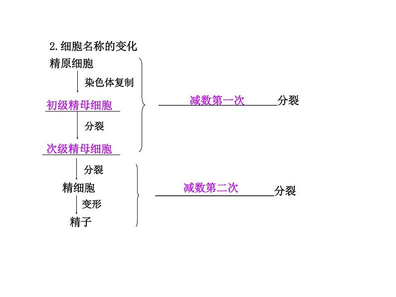 【人教版】高中生物必修二《 2.1 减数分裂》课件05