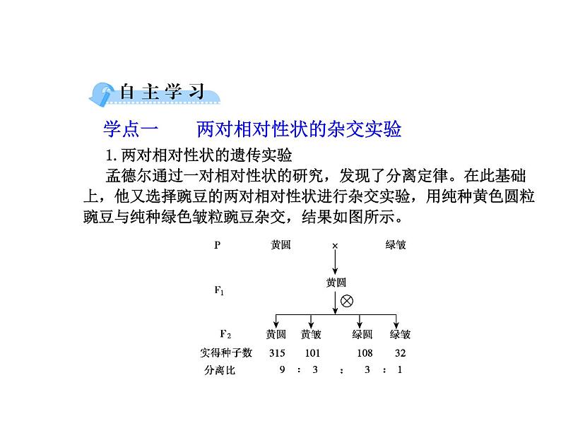 【人教版】高中生物必修二《 1.2 孟德尔的豌豆杂交实验（二）》课件（共33张PPT）06