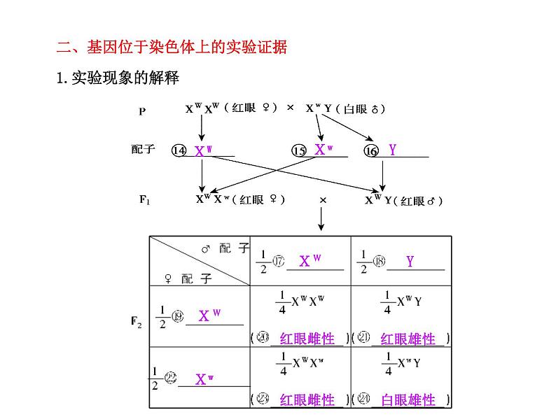 【人教版】高中生物必修二《 2.2基因在染色体上》课件第3页