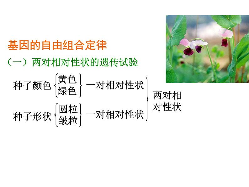 【人教版】高中生物必修二《 1.2 孟德尔的豌豆杂交实验（二）》课件（共30张PPT）02