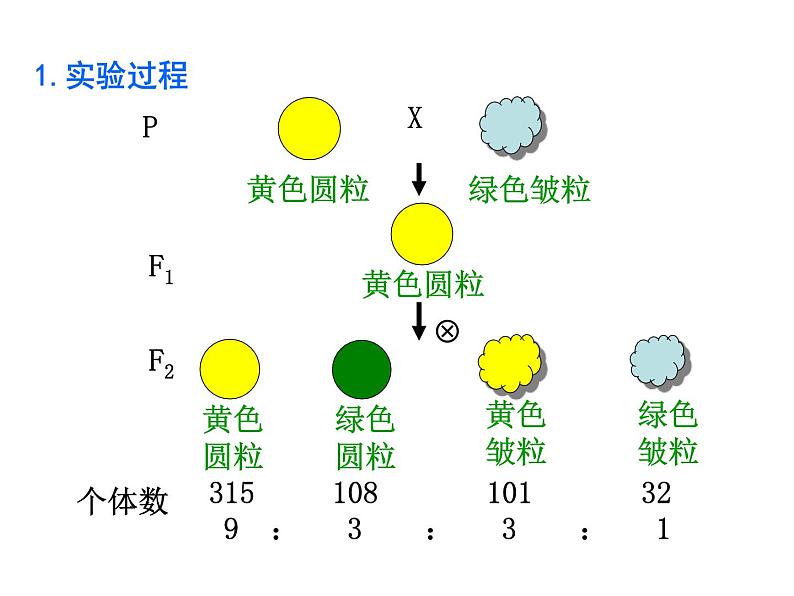 【人教版】高中生物必修二《 1.2 孟德尔的豌豆杂交实验（二）》课件（共30张PPT）03