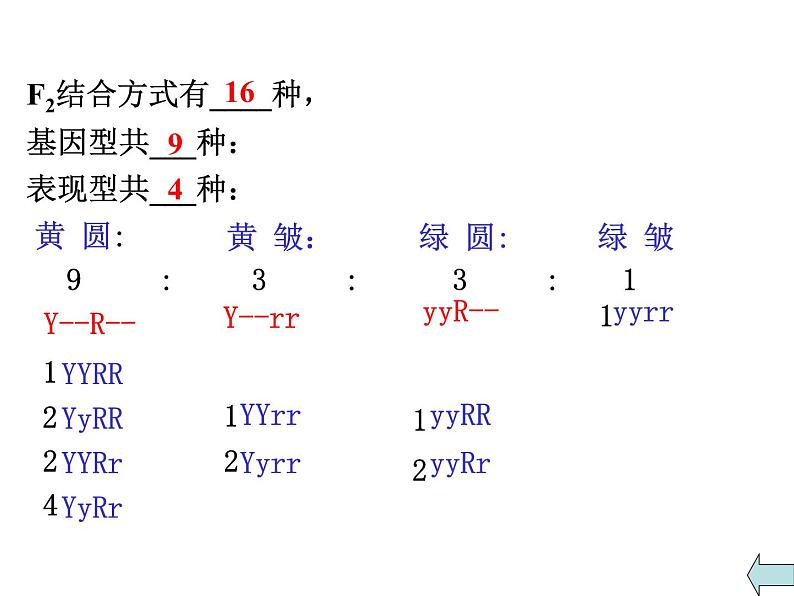 【人教版】高中生物必修二《 1.2 孟德尔的豌豆杂交实验（二）》课件（共30张PPT）07