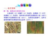 高中生物同步课件：第6章 第1节  杂交育种与诱变育种（人教版必修2）