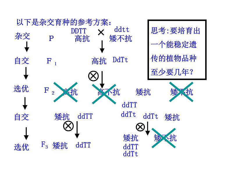 高中生物同步课件：第6章 第1节  杂交育种与诱变育种（人教版必修2）06