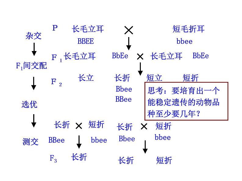 高中生物同步课件：第6章 第1节  杂交育种与诱变育种（人教版必修2）08