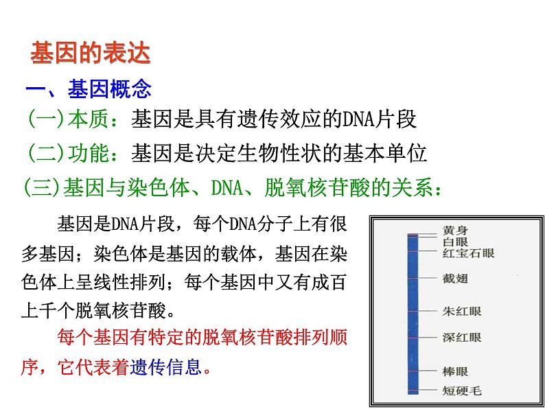 【人教版】高中生物必修二《 4.2 基因对性状的控制》课件02